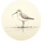 Shorebird Travel